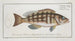 Epinephelus striatus Den randiga guldmakrill - Marcus Elieser Bloch — vy av konstverket