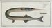 Esox belone Le Brochet - Marcus Elieser Bloch — vy av konstverket