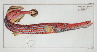 Marcus Elieser Bloch - Fistularia chinensis The Trumpet.webp