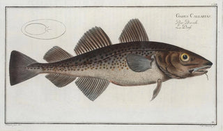 Marcus Elieser Bloch - Gadus Callarias The Dorsh.webp