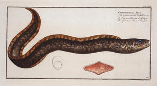 Marcus Elieser Bloch - Gymnothorax Afer The africain BareBreast.webp