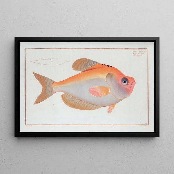 Marcus Elieser Bloch - Kyrtus indicus.webp