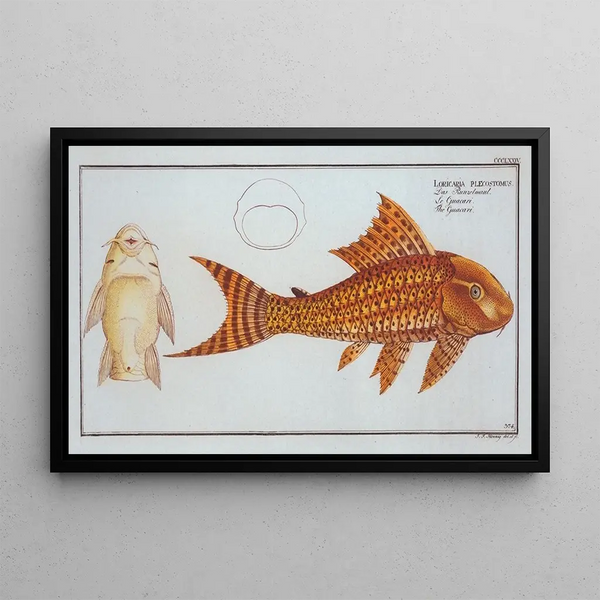 Loricaria plecostomus Le Guacari - Marcus Elieser Bloch — inramlat konstverk på väggen