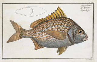 Marcus Elieser Bloch - Lutianus luteus The Yellowfin.webp