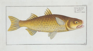 Marcus Elieser Bloch - Mugil Plumeri Plumiers Mullet.webp