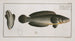 Ophicephalus punctatus Le Snakehead Ponctué - Marcus Elieser Bloch — vy av konstverket