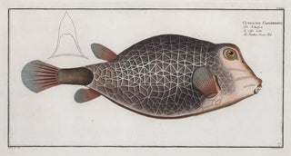 Marcus Elieser Bloch - Ostracion Concatenatus The Knitted TrunkFish.webp