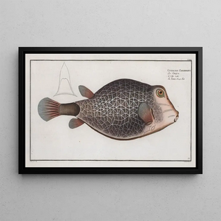 Marcus Elieser Bloch - Ostracion Concatenatus The Knitted TrunkFish.webp