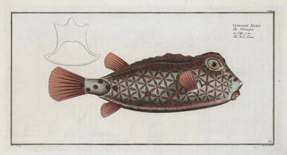 Marcus Elieser Bloch - Ostracion Nasus The NoseTrunk.webp