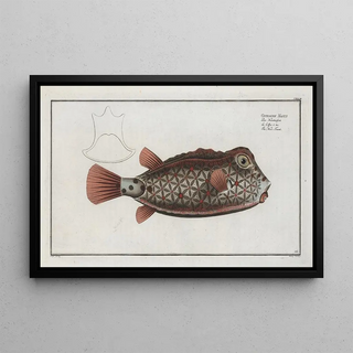 Marcus Elieser Bloch - Ostracion Nasus The NoseTrunk.webp