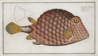 Marcus Elieser Bloch - Ostracion Tricornus The Triangularfish.webp