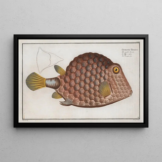 Marcus Elieser Bloch - Ostracion Tricornus The Triangularfish.webp