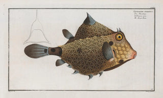 Marcus Elieser Bloch - Ostracion Turritus The TurretPorter.webp