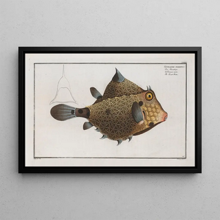 Marcus Elieser Bloch - Ostracion Turritus The TurretPorter.webp