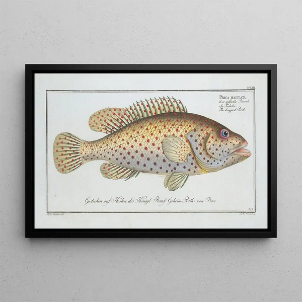 Marcus Elieser Bloch - Perca maculata The dropped Perch.webp