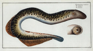 Marcus Elieser Bloch - Petromizon marinus The Lamprey.webp