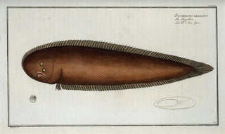Marcus Elieser Bloch - Pleuronectes bilineatus.webp