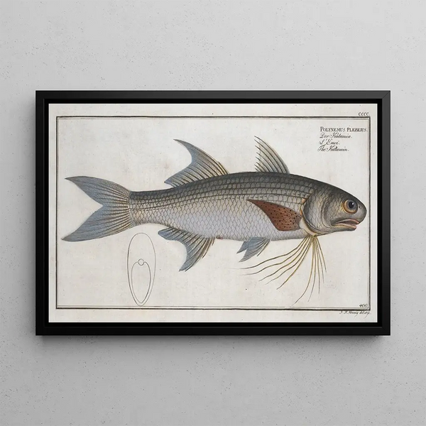 Polynemus plebeius Le Kalamin - Marcus Elieser Bloch — inramlat konstverk på väggen