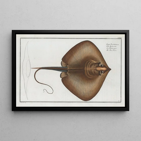 Marcus Elieser Bloch - Raja Pastinaca The Fire Flaire.webp
