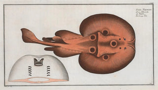 Marcus Elieser Bloch - Raja Torpedo The CrampFish.webp