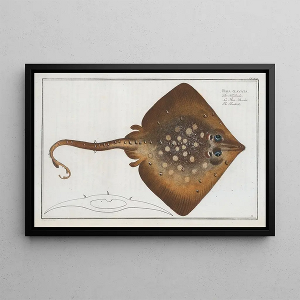 Marcus Elieser Bloch - Raja clavata The Thornback.webp