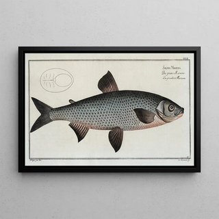 Marcus Elieser Bloch - Salmo Marna The GreatMarna.webp