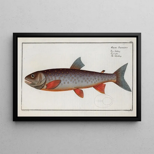 Salmo Salvelinus, den Salveling - Marcus Elieser Bloch — inramlat konstverk på väggen