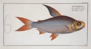 Marcus Elieser Bloch - Salmo edentulus The toothless Salmon.webp