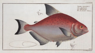 Marcus Elieser Bloch - Salmo rhombeus The rhomboidal Salmon.webp