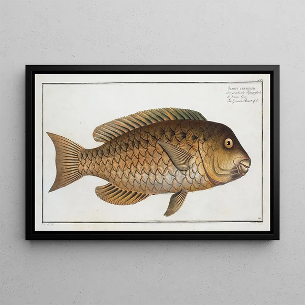 Marcus Elieser Bloch - Scarus cretensis The Grecian Parrotfish.webp
