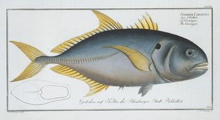Marcus Elieser Bloch - Scomber Carangus The Carangoe.webp