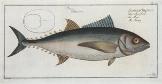 Marcus Elieser Bloch - Scomber Thynnus The Tunny.webp