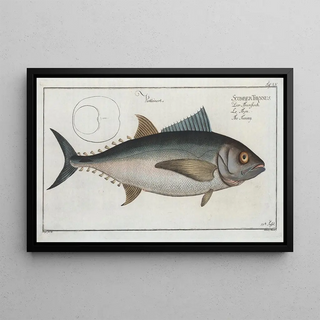 Marcus Elieser Bloch - Scomber Thynnus The Tunny.webp