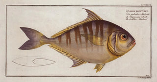 Marcus Elieser Bloch - Scomber edentulus The toothless Mackrel.webp
