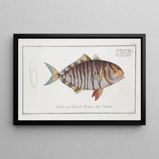 Marcus Elieser Bloch - Scomber fasciatus The streaked Mackrel.webp