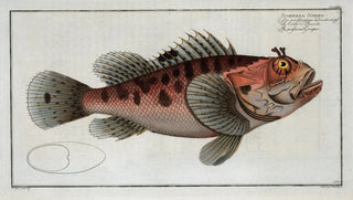 Marcus Elieser Bloch - Scorpaena Scrofa The poisonnet Grooper.webp