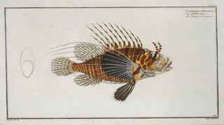 Marcus Elieser Bloch - Scorpaena antennata.webp