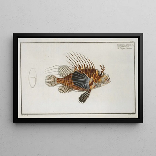 Marcus Elieser Bloch - Scorpaena antennata.webp