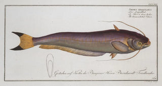 Marcus Elieser Bloch - Silurus bimaculatus The bimaculated Silure.webp