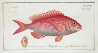 Marcus Elieser Bloch - Sparus Erythrinus The SeaRoach Rough.webp