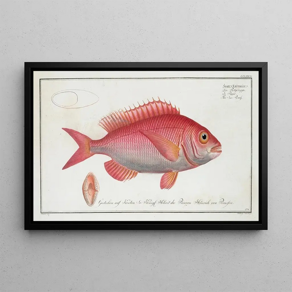 Marcus Elieser Bloch - Sparus Erythrinus The SeaRoach Rough.webp