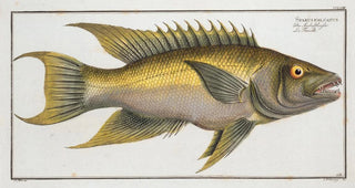 Marcus Elieser Bloch - Sparus falcatus.webp