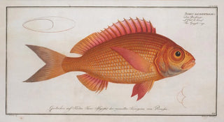 Marcus Elieser Bloch - Sparus macrophthalmus The Goggleeye.webp