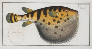 Marcus Elieser Bloch - Tetrodon Lagocephalus The Starry Globefish.webp