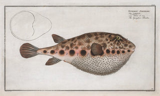 Marcus Elieser Bloch - Tetrodon Spengleri The Spenglers Tetrodon.webp