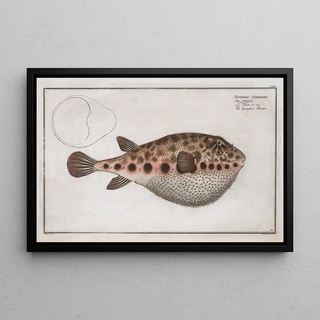 Marcus Elieser Bloch - Tetrodon Spengleri The Spenglers Tetrodon.webp