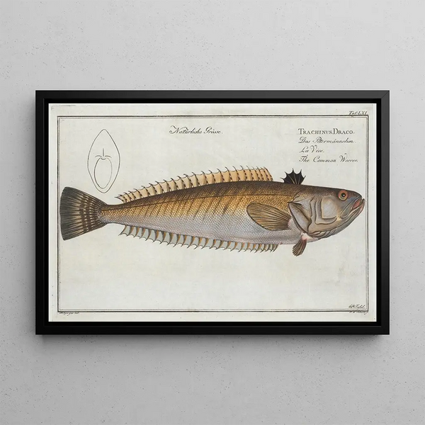 Marcus Elieser Bloch - Trachinus Draco The Common Weever.webp