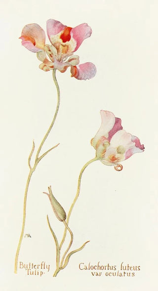 Margaret Armstrong - Butterfly Tulip.webp