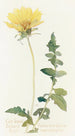 Balsamorhize med skurna blad - Margaret Armstrong — vy av konstverket