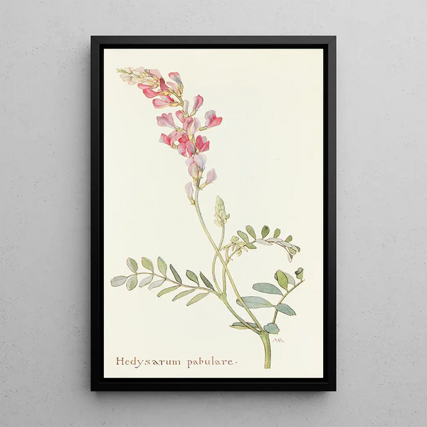 Margaret Armstrong - Hedysarum pabulare.webp